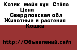 Котик  мейн кун  Стёпа › Цена ­ 10 000 - Свердловская обл. Животные и растения » Кошки   